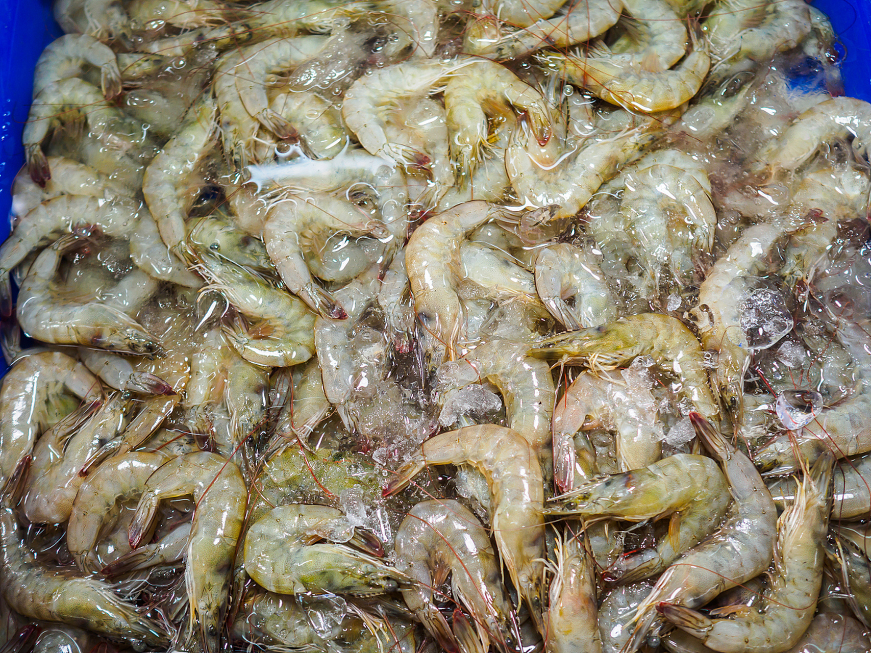 广东西乡基围虾,深圳西乡镇的特产之一,体积较小,状如中指,全身透明
