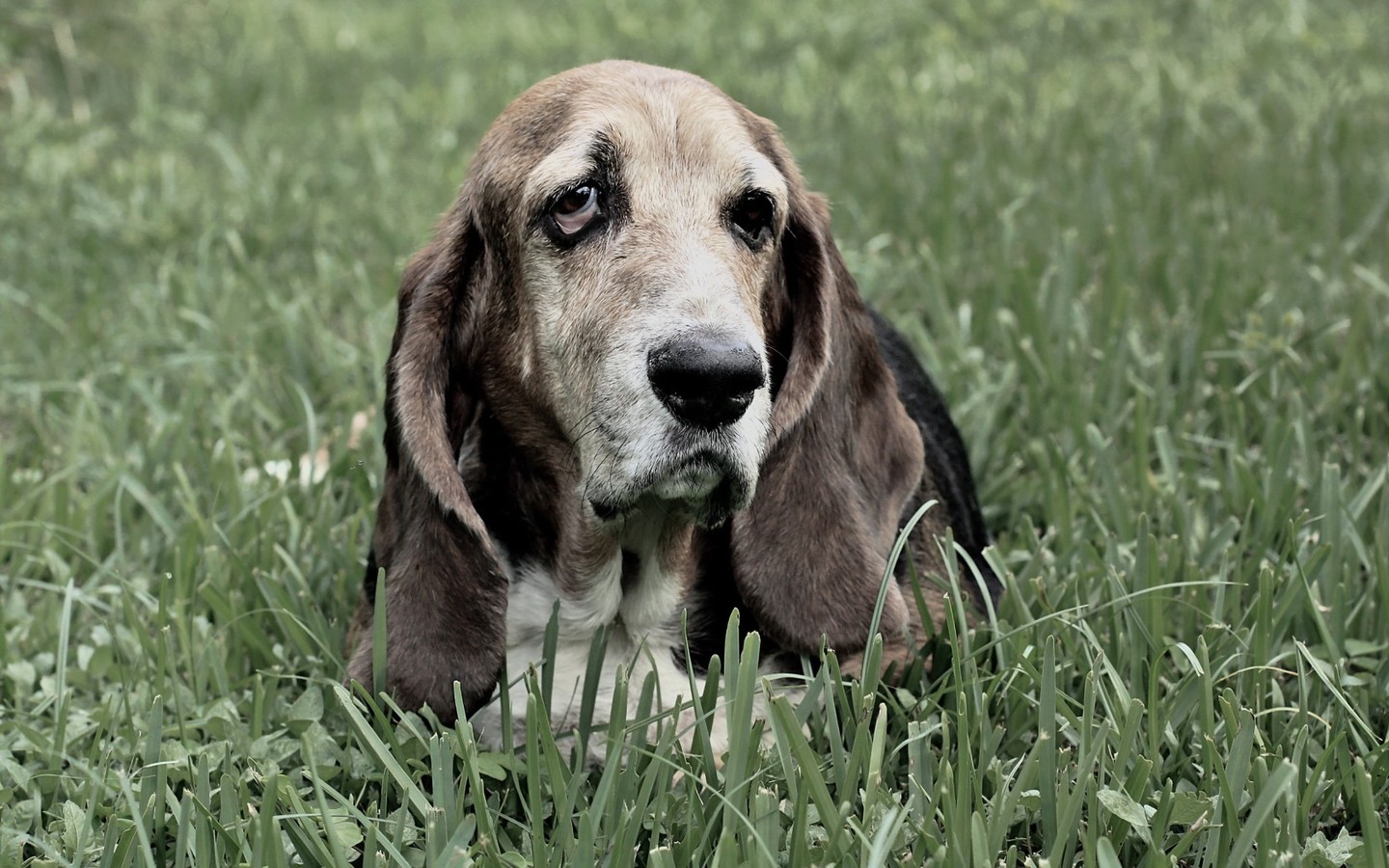 你喜欢性格温顺伶俐聪明忠心的巴吉度猎犬吗?