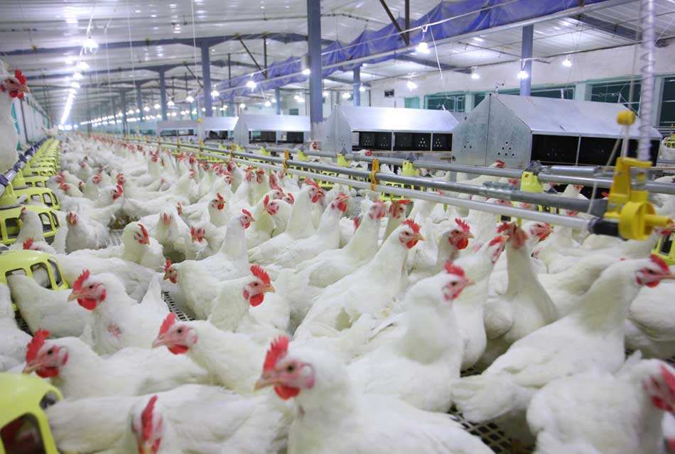 受益于白羽肉鸡产业大周期,益生股份上半年增利26倍