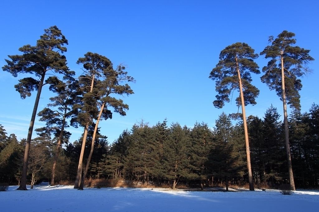 全世界只有中国有的一种树,在长白山扎根,你见过这种神奇的树吗