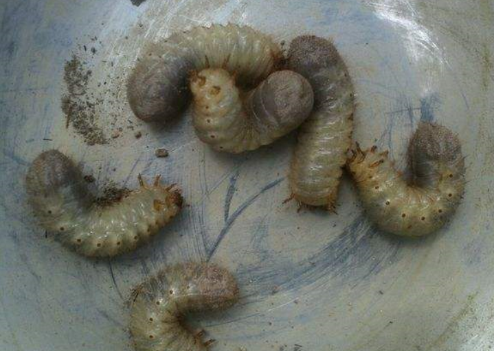 7平方米)50-70张,于傍晚放在被害田里,次日清晨人工捕捉叶下幼虫.