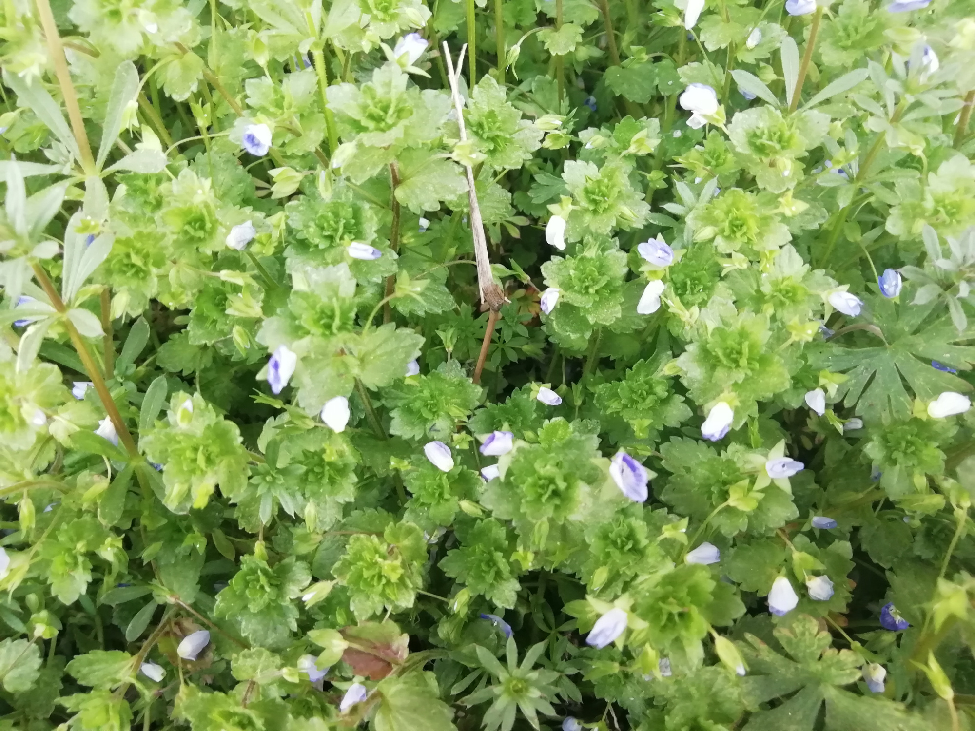 大地回春 百花齐放