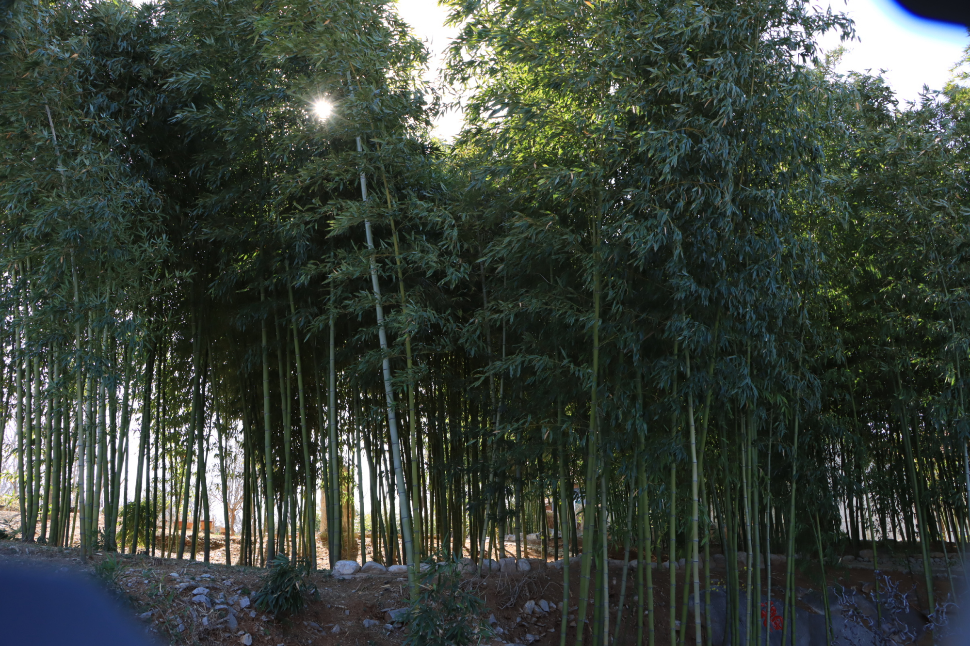 绿化种植 - 2020年最新商品信息聚合专区 - 百度爱采购