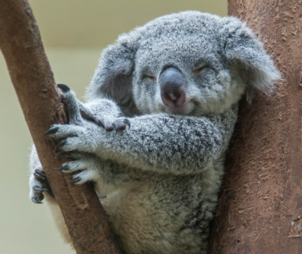 动物园里最受欢迎的动物,无疑是可爱的考拉,澳大利亚的国宝,名字来源