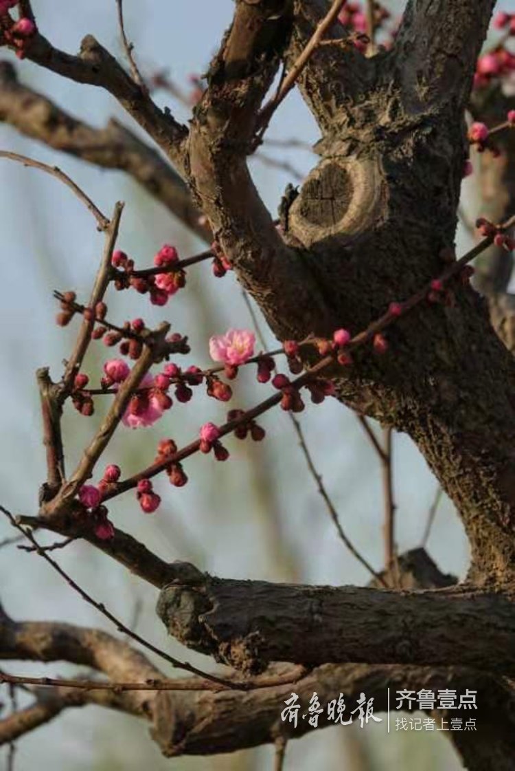 春到华山湖,沧桑老树枝上开新花