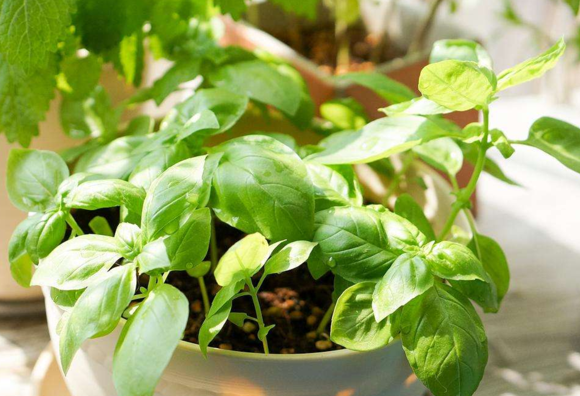 教你养一盆罗勒,又香又好看