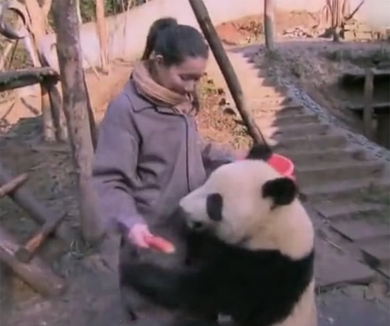 小姐姐抚摸大熊猫,大熊猫:莫挨老子,你就别想给老子走!