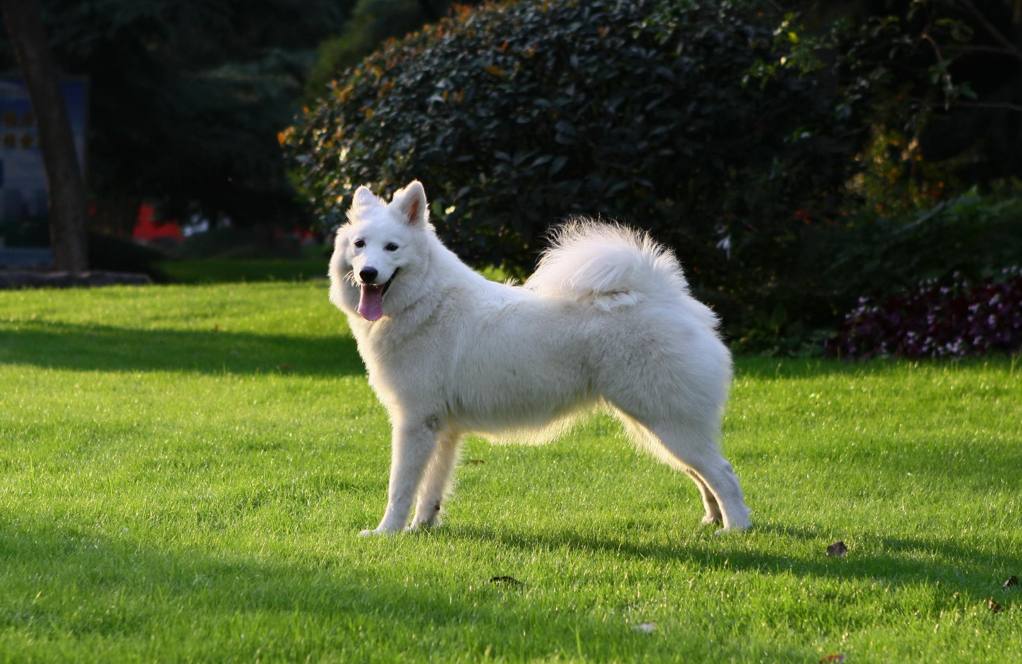 成年的萨摩耶犬有着令人耳目一新的英姿,全身上下充满了活力!