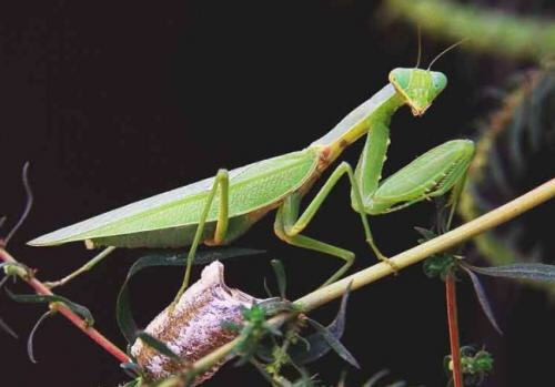 母螳螂的"杀夫"行为,公螳螂是自愿的吗?