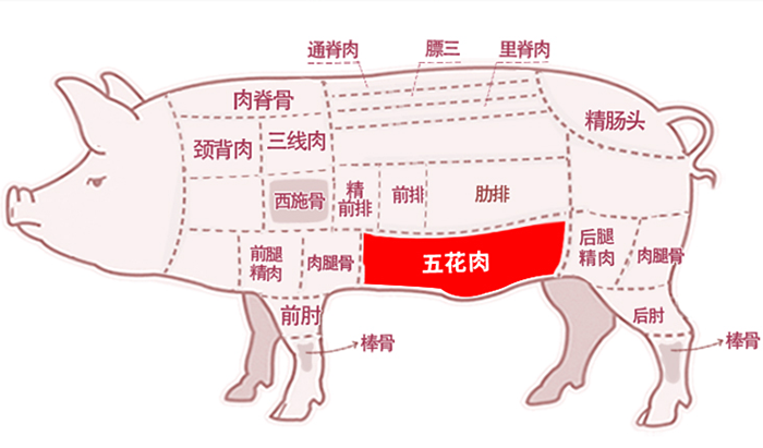 猪头解剖图图片