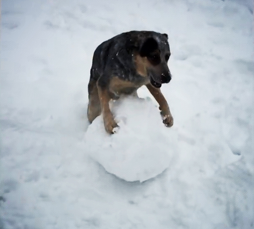 用雪球打狗头,德牧一生气做了个大雪球:打雪仗吗?走医保的那种