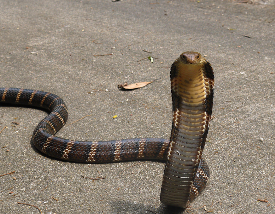 眼镜王蛇被称为"毒蛇之王",最喜欢吃蛇,那么它到底有多大?