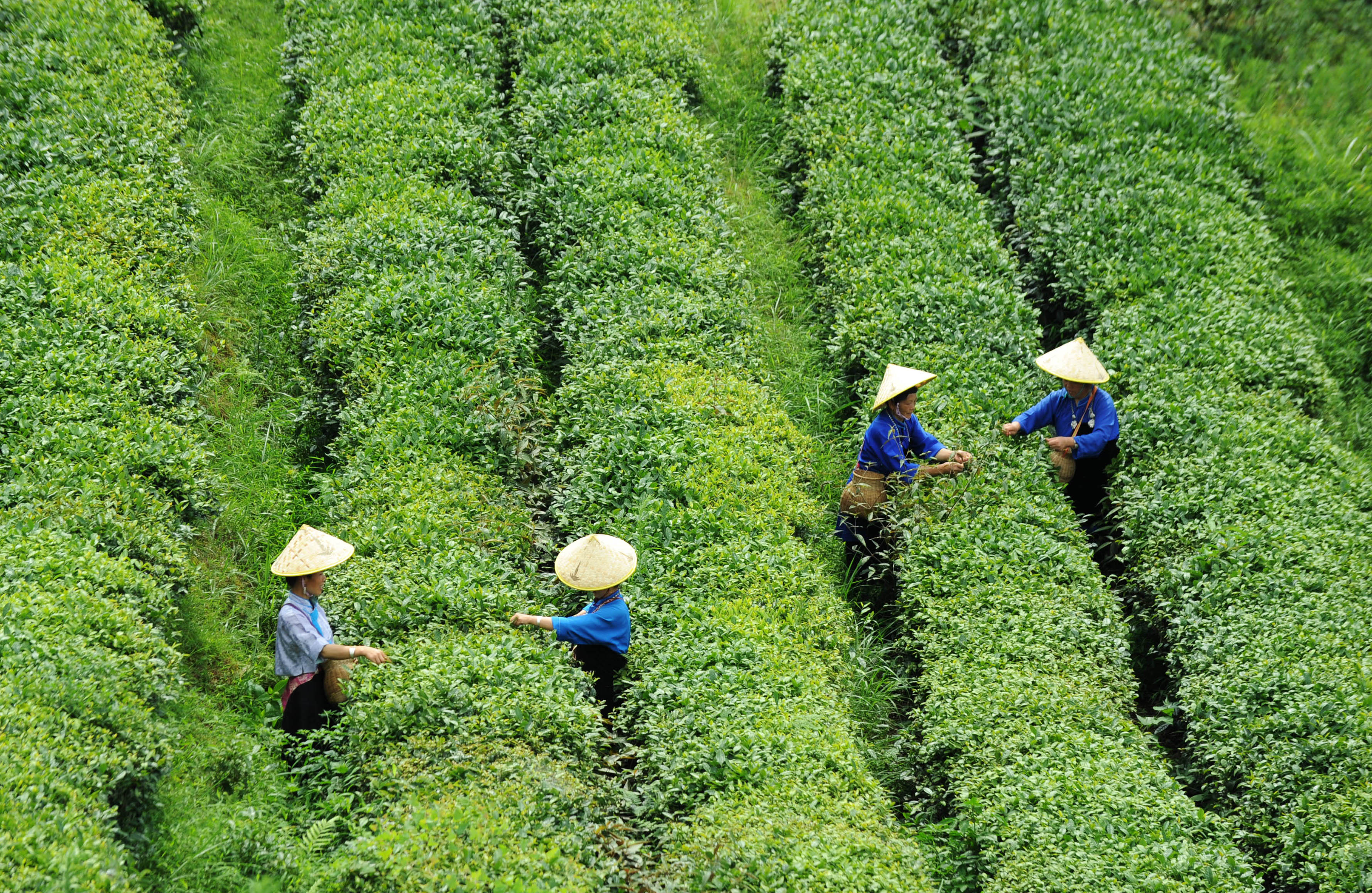 贵州丹寨"扶贫茶园"促脱贫(4)