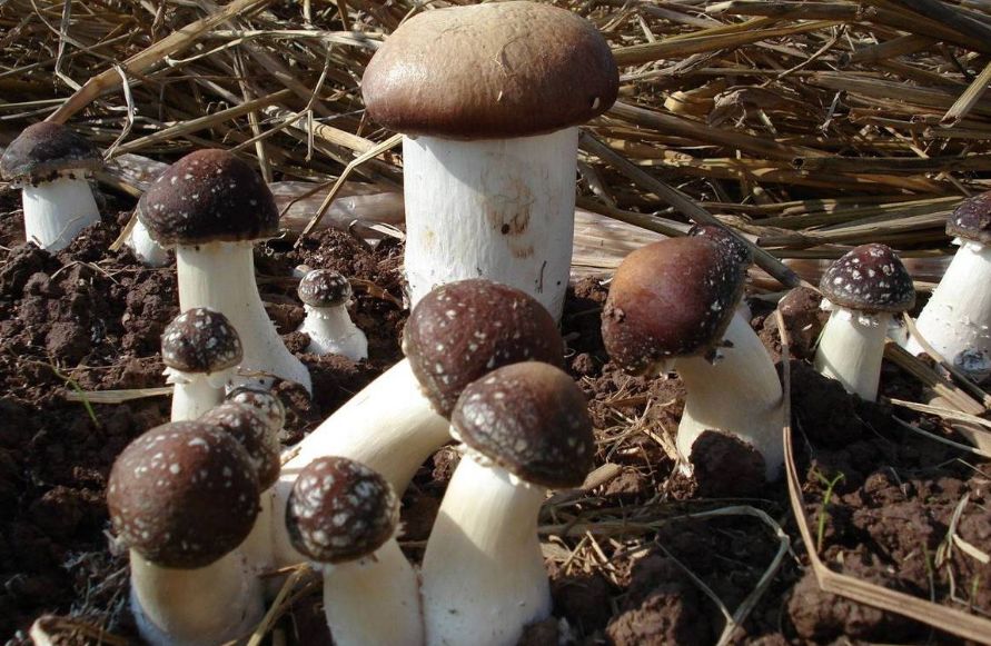 宁夏开发富硒食用菌带动群众脱贫