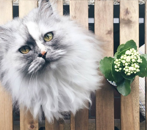 被称为拥有全世界最美丽的大理石皮草的喵女王