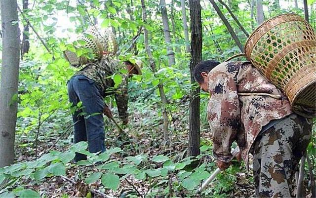 这种草叫"鹿鞭草",在农村不多了,有幸遇到,切记只摘叶别挖根