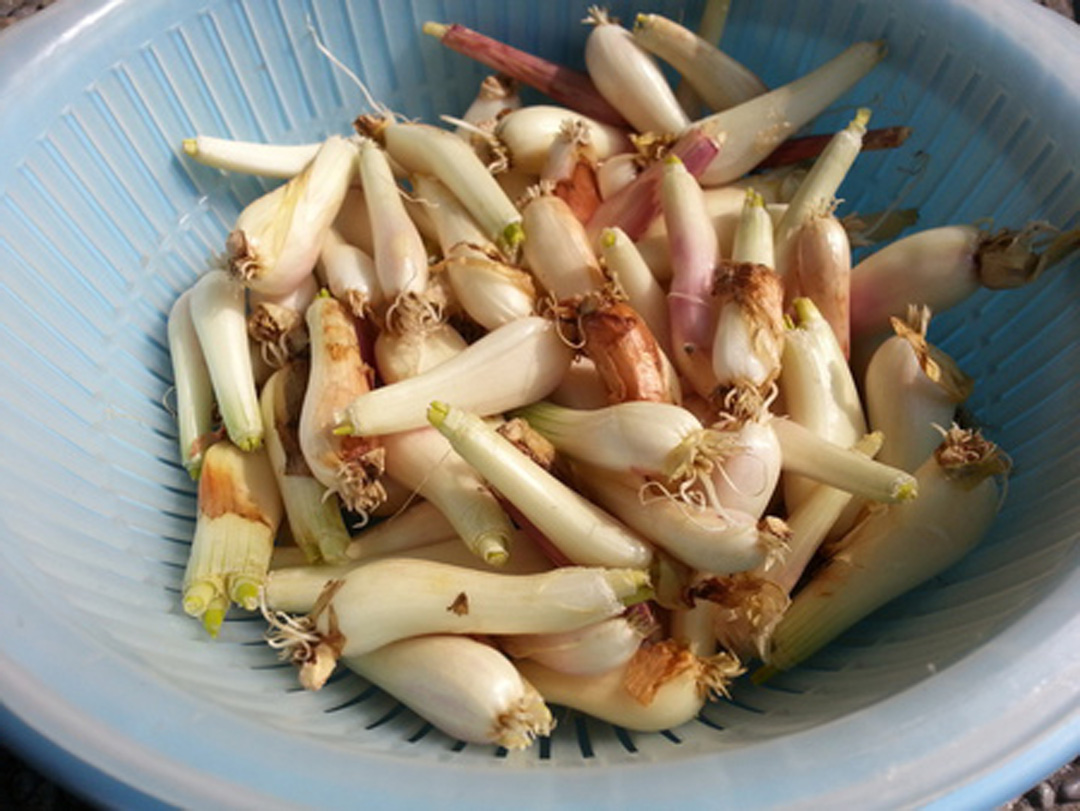 我把珠葱胖胖的头切下来晒干.再炸成 油葱酥>.很香呢~!