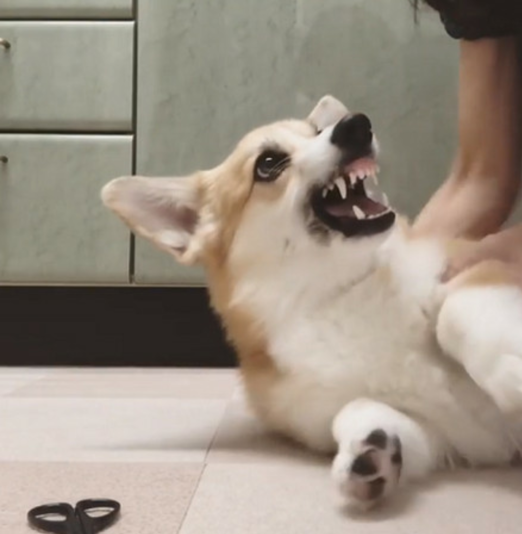 柯基呲牙低吼别碰我,结果毛梳到一半秒变温柔脸:太舒服了!