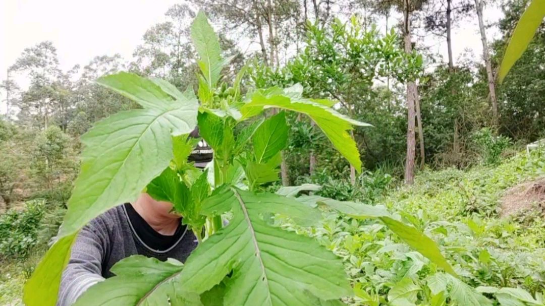 农村常见的美味野菜,叫神仙菜也叫革命菜,你们家乡叫什么?