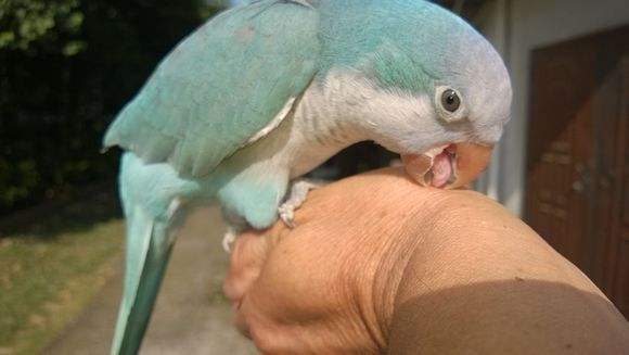 和尚鹦鹉说话 和尚鹦鹉是比较会说话的