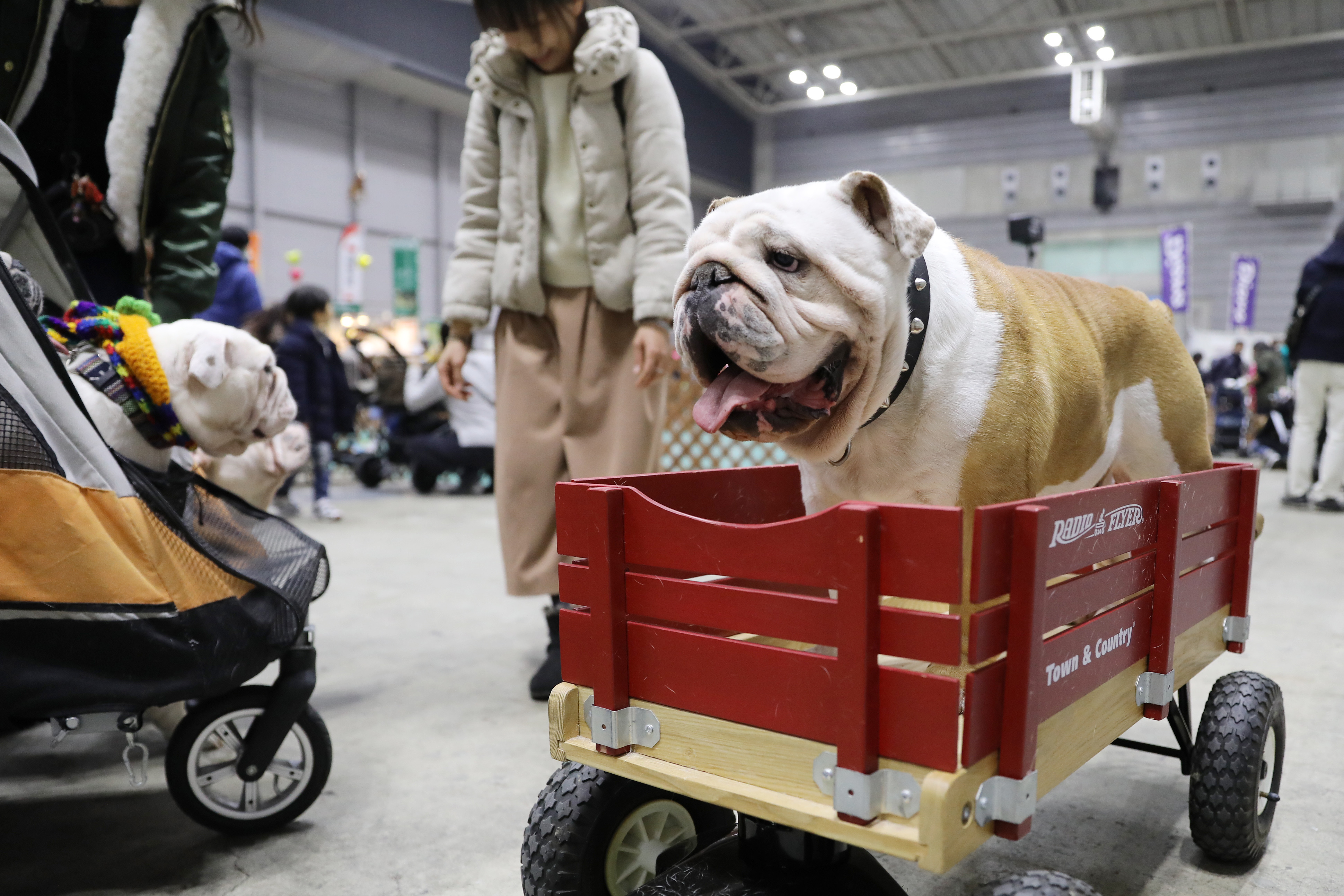 "萌宠"齐聚亮相展会