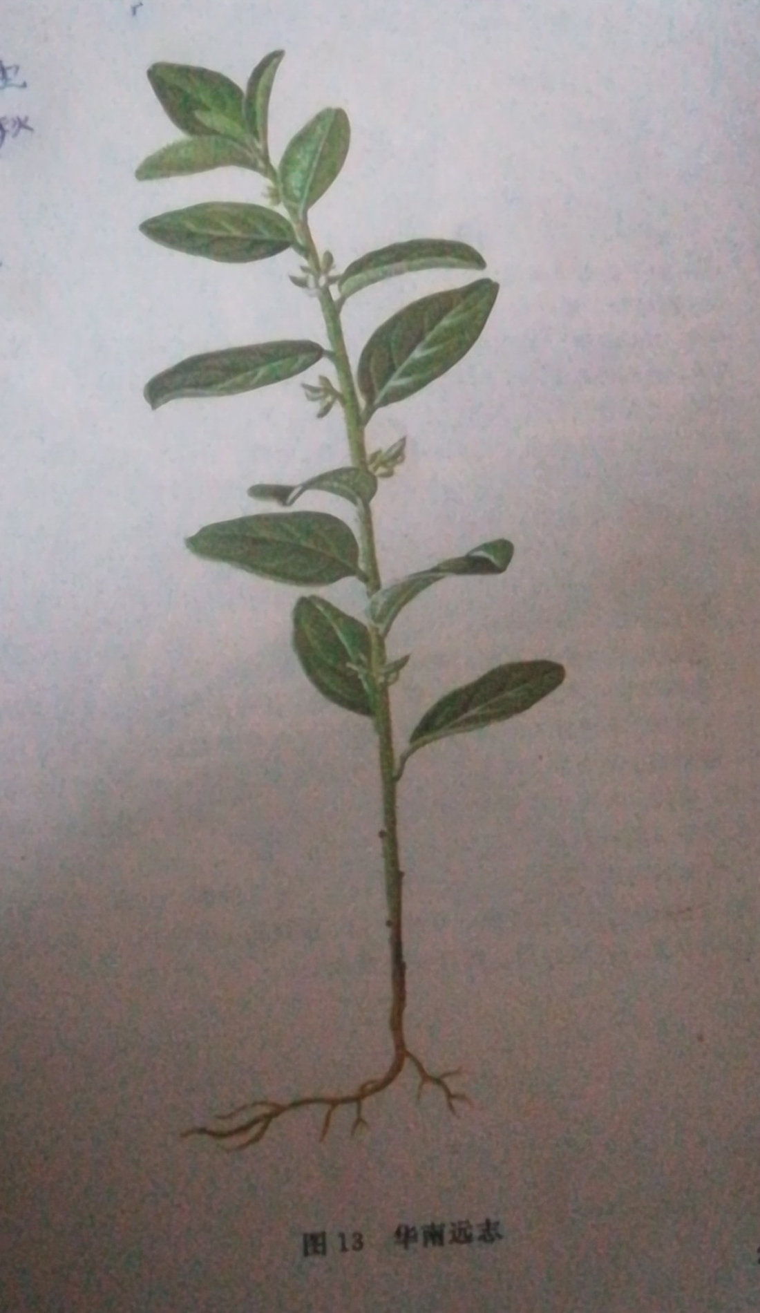 农村植物介绍之——大金牛草,全国少数省才有,作用却很大的植物