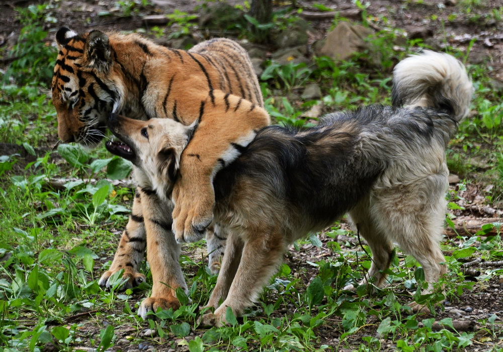 虎落平阳被犬欺,狮入铁笼被狗骑,那些旧日王者的憋屈日常
