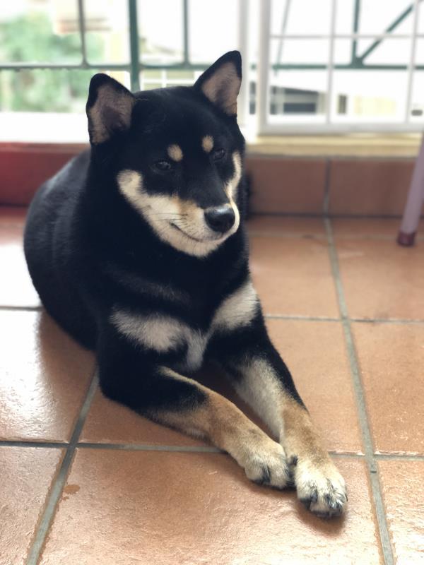 黑色柴犬胆小又爱暴冲,听到打雷就会吓得躲到门边瑟瑟发抖