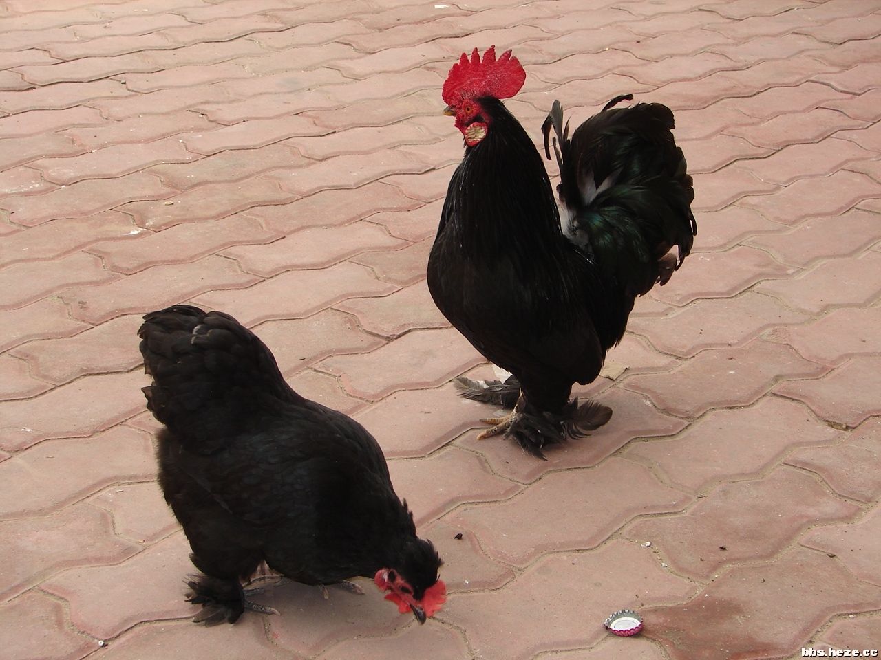 因外形像"元宝"而得名元宝鸡,养殖时这些注意事项你知道吗?