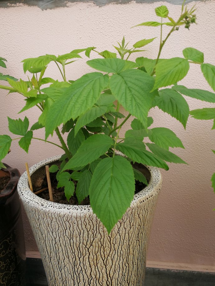 "树莓"超市里卖80一盒,学会这招,在阳台上大家都能养!