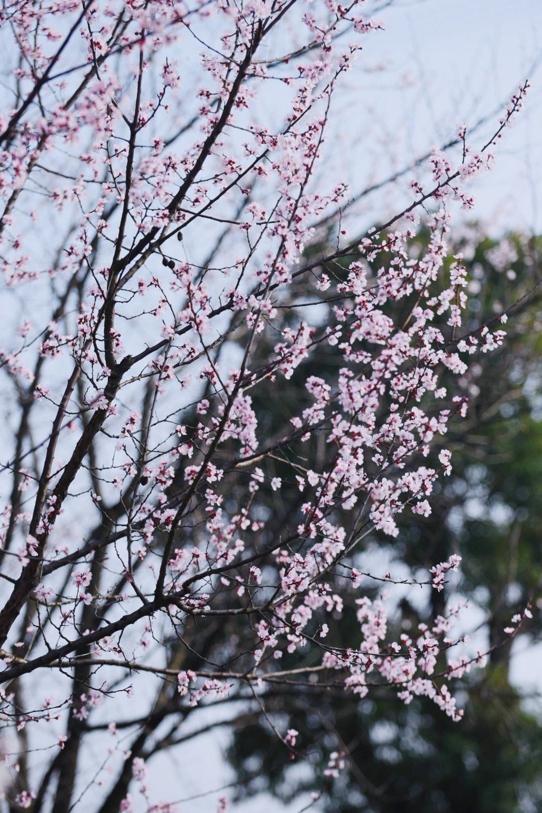 南京秣陵杏花村图片