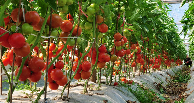 西红柿大棚种植 - 2020年最新商品信息聚合专区 - 百度爱采购