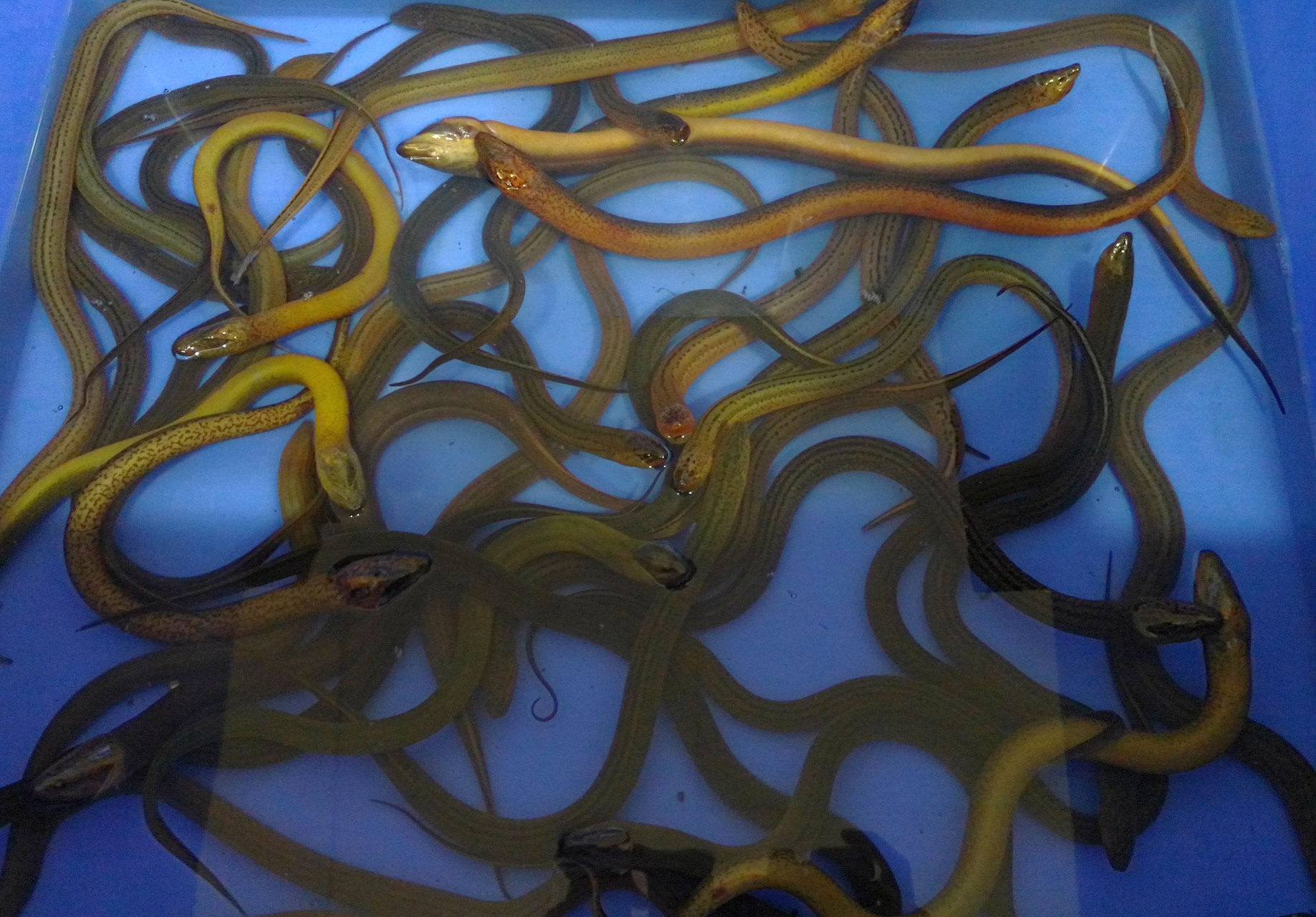 黄鳝——颚口线虫感染  美国曾做过调查,从超市购买的47个黄鳝样品中