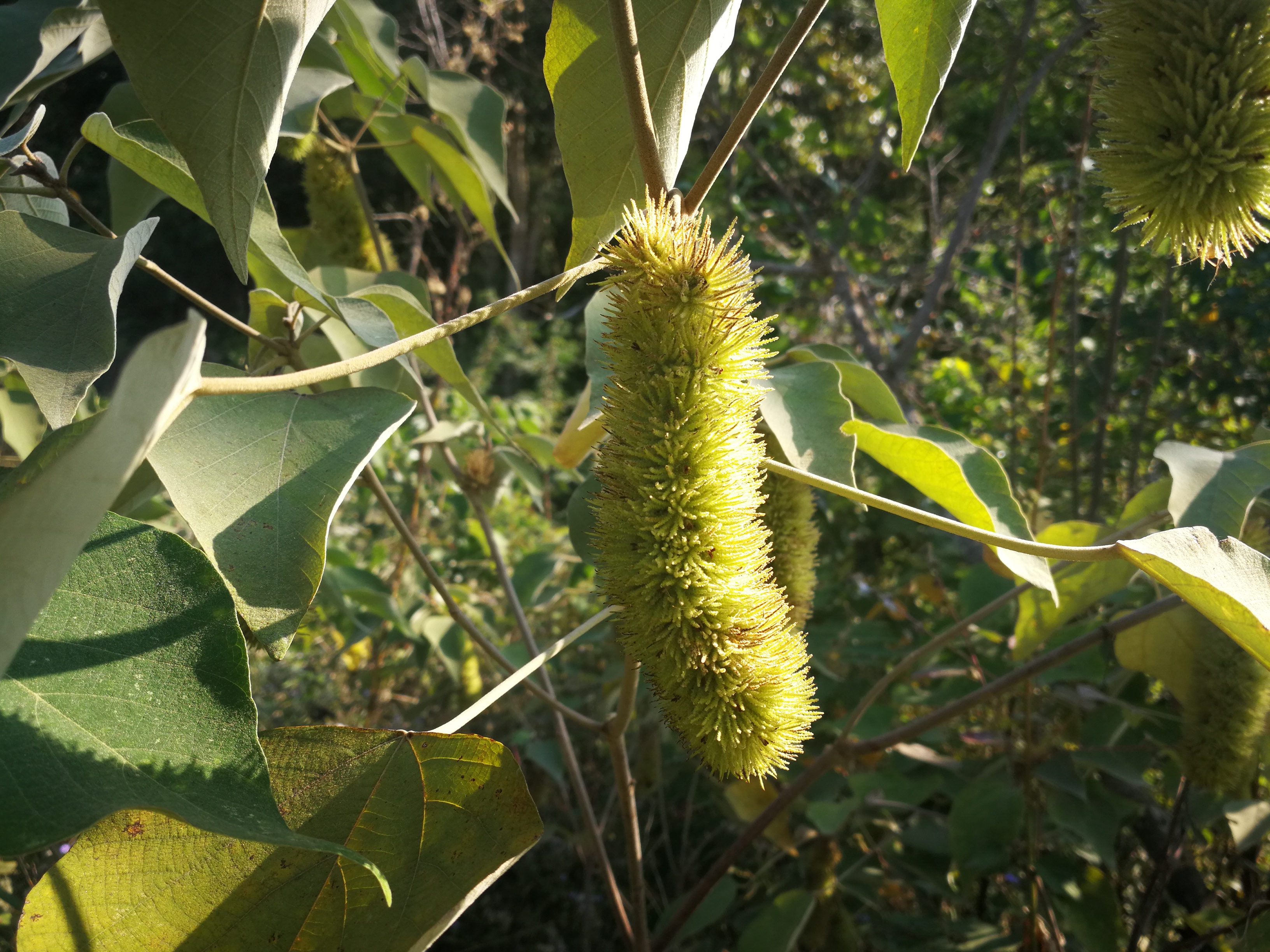 长得像毛毛虫的白背叶野桐,竟然还有不少你所不知的用途