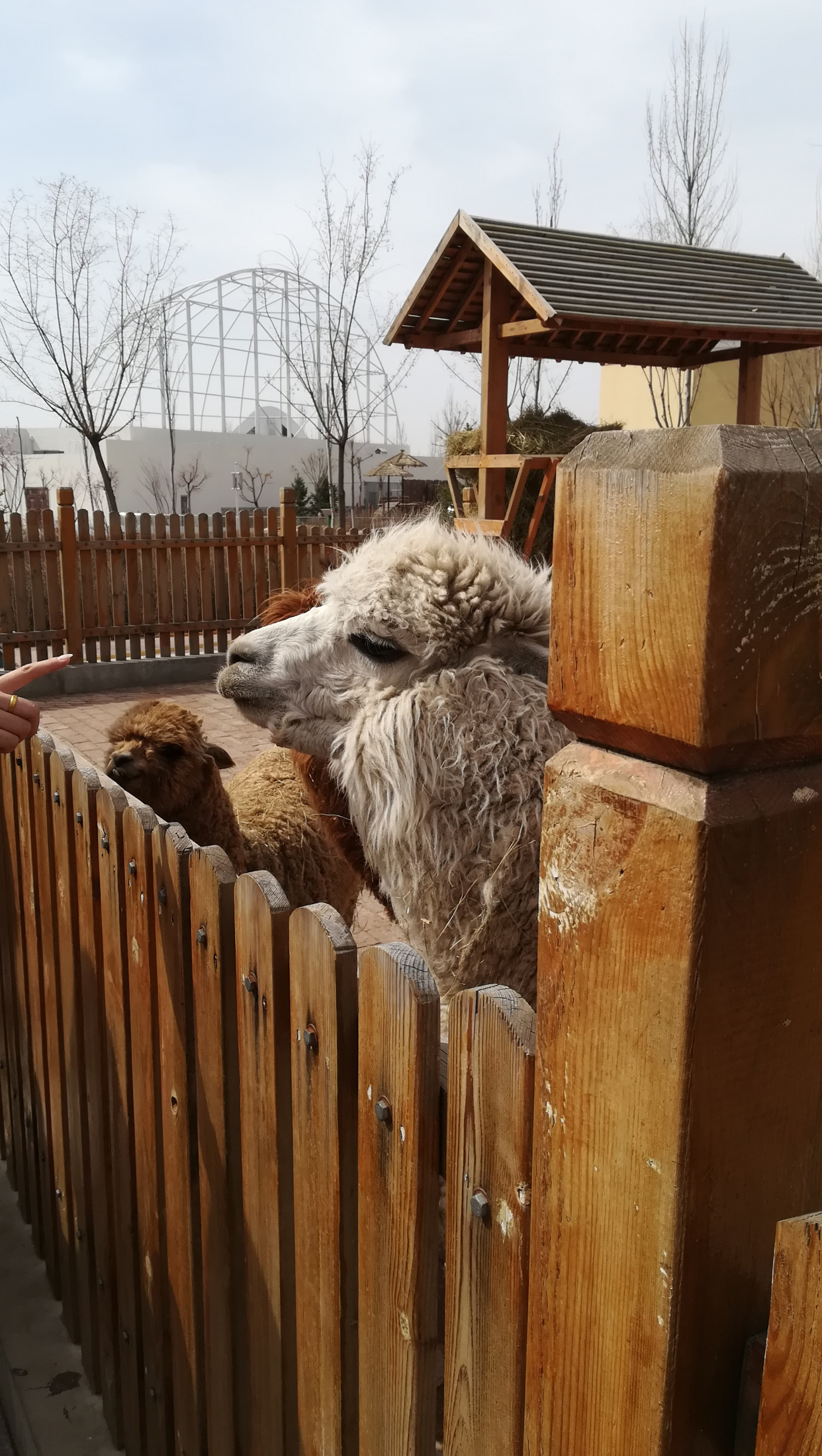 呼市大青山野生動物園的卡哇伊動物們(下)