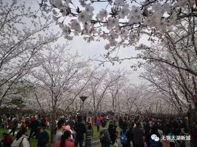 無錫金匱公園近5000株櫻花即將開放,遊園人數不亞於國內5a級景區