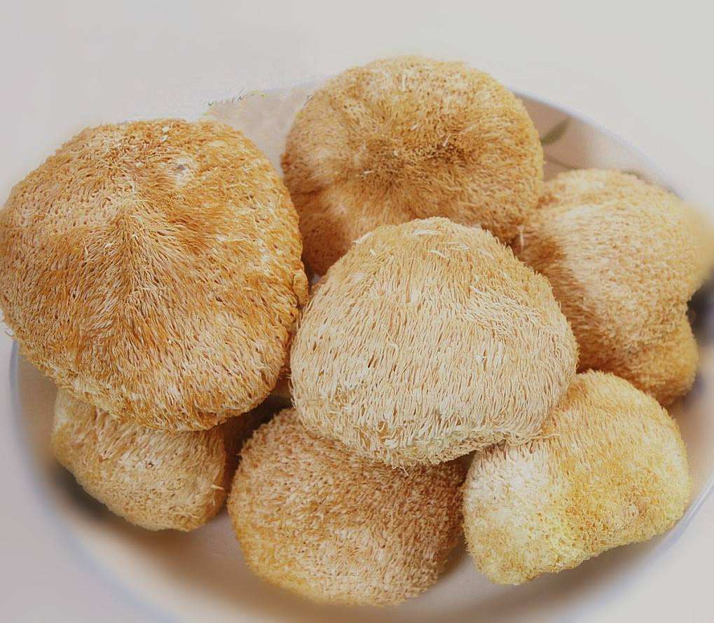 猴头- 优质问答专区