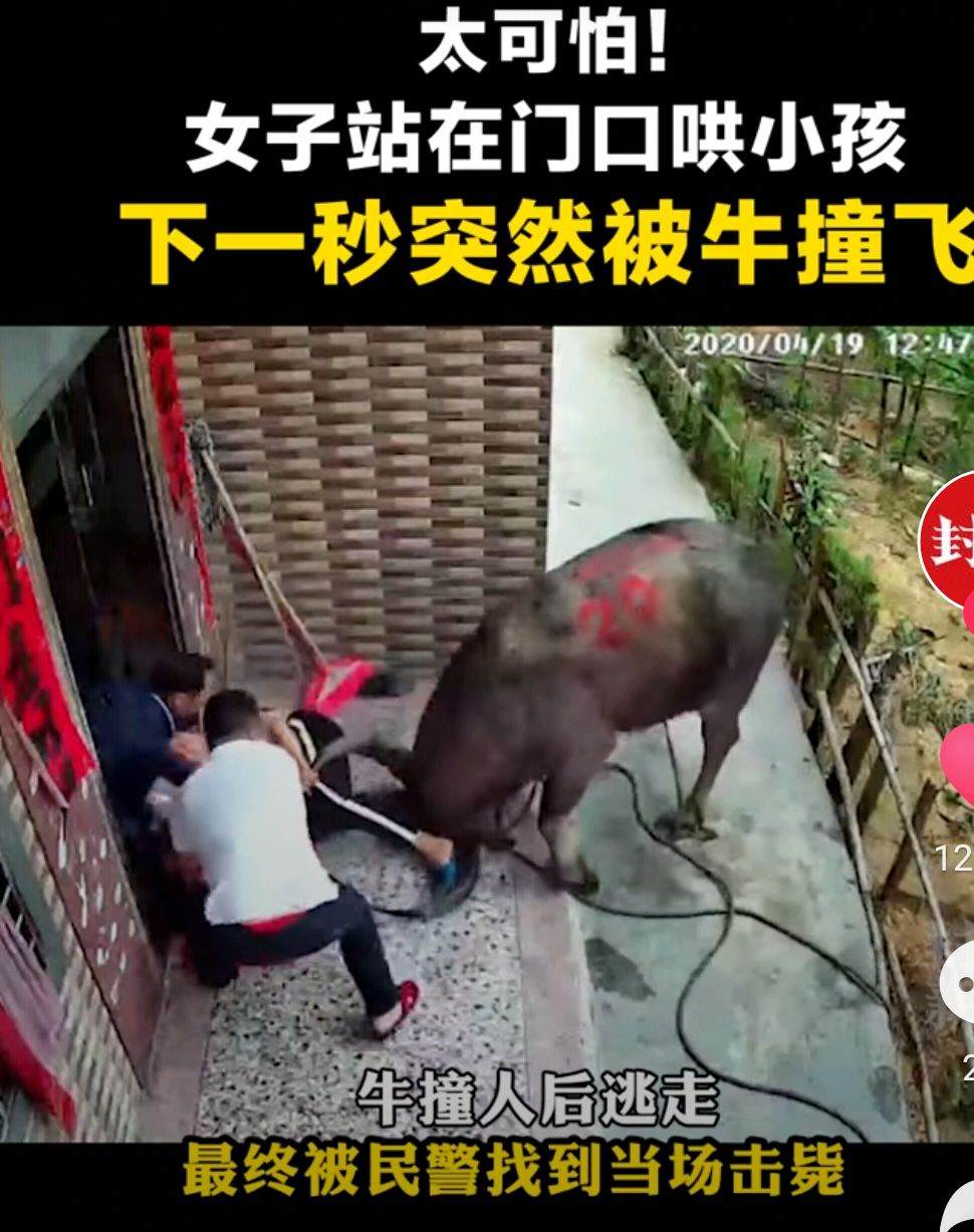 太可怕!女子被牛顶飞