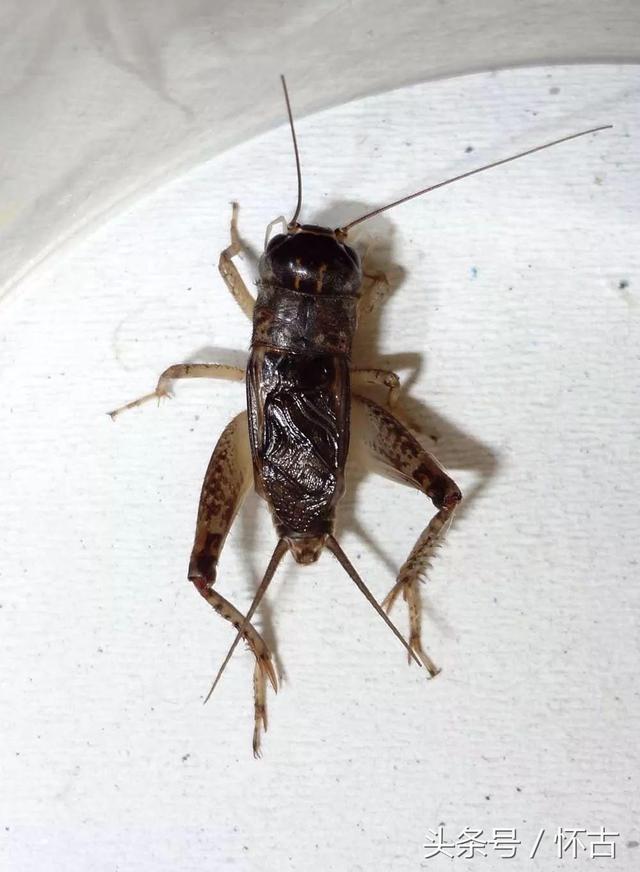 3条封盆蟋蟀老将军