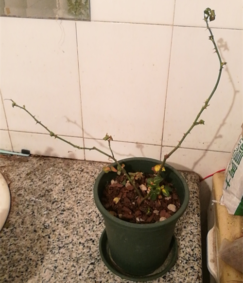 冬天北方的木香花要怎么养护,应该低温,断水让它进入休眠期!