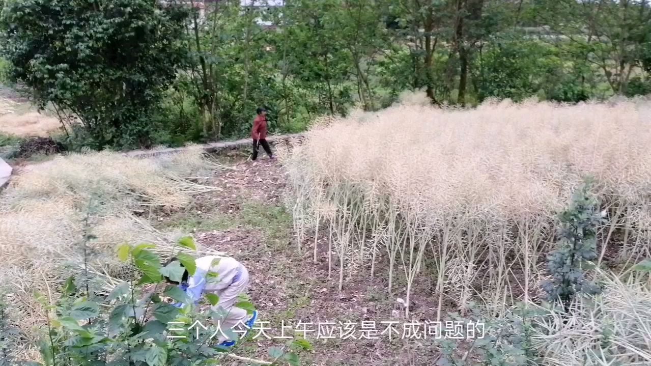 收割油菜新方法,省时省力,三个人两小时收一大片