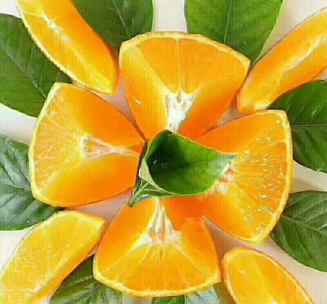 爱媛柑橘上市了,别让早采坏了自己名声,失去消费者的信赖