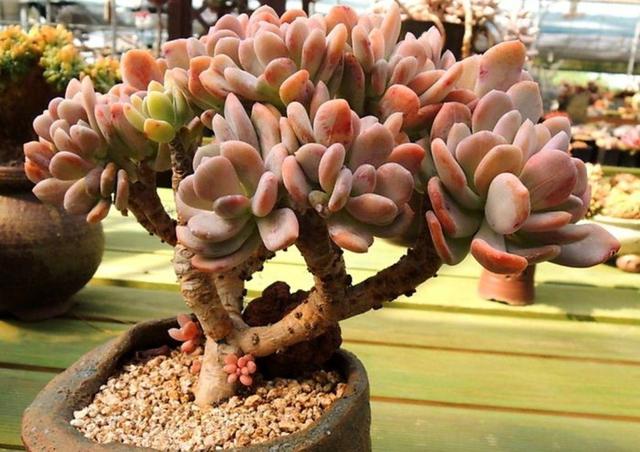 叶片扁扁的,到了冬天会变色,多肉里的"灰姑娘",养起来真简单