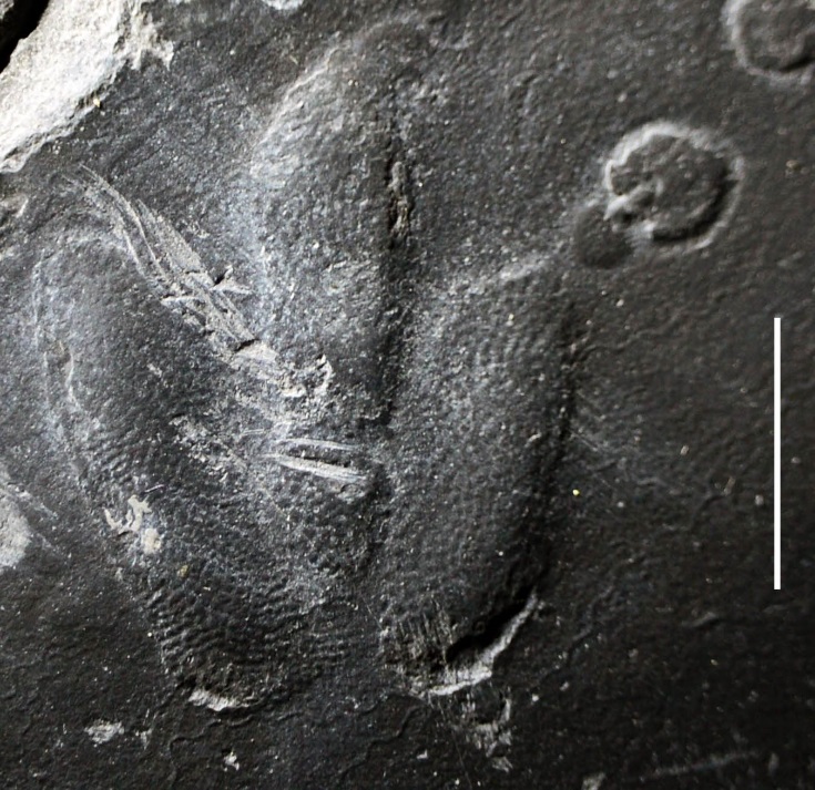 足印化石图片图片