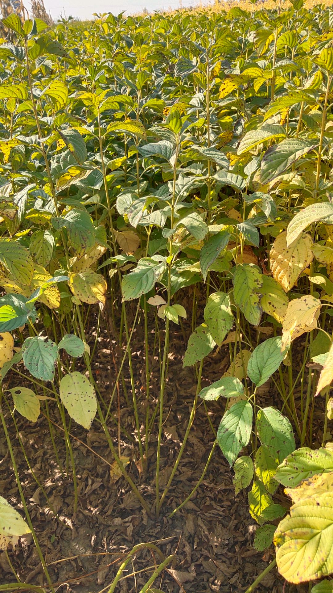 丛生黄瑞木,河北兴石园林绿化工程有限公司