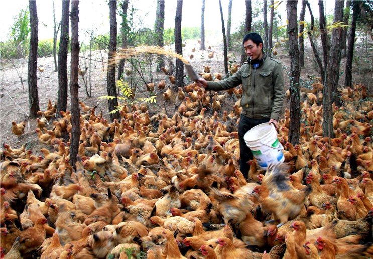 很多农民都会养鸡,怎样才能将生态养鸡做得更好呢?快看看