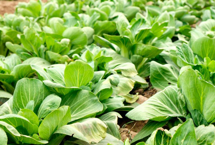 小青菜的种植 - 2020年最新商品信息聚合专区 - 百度爱采购