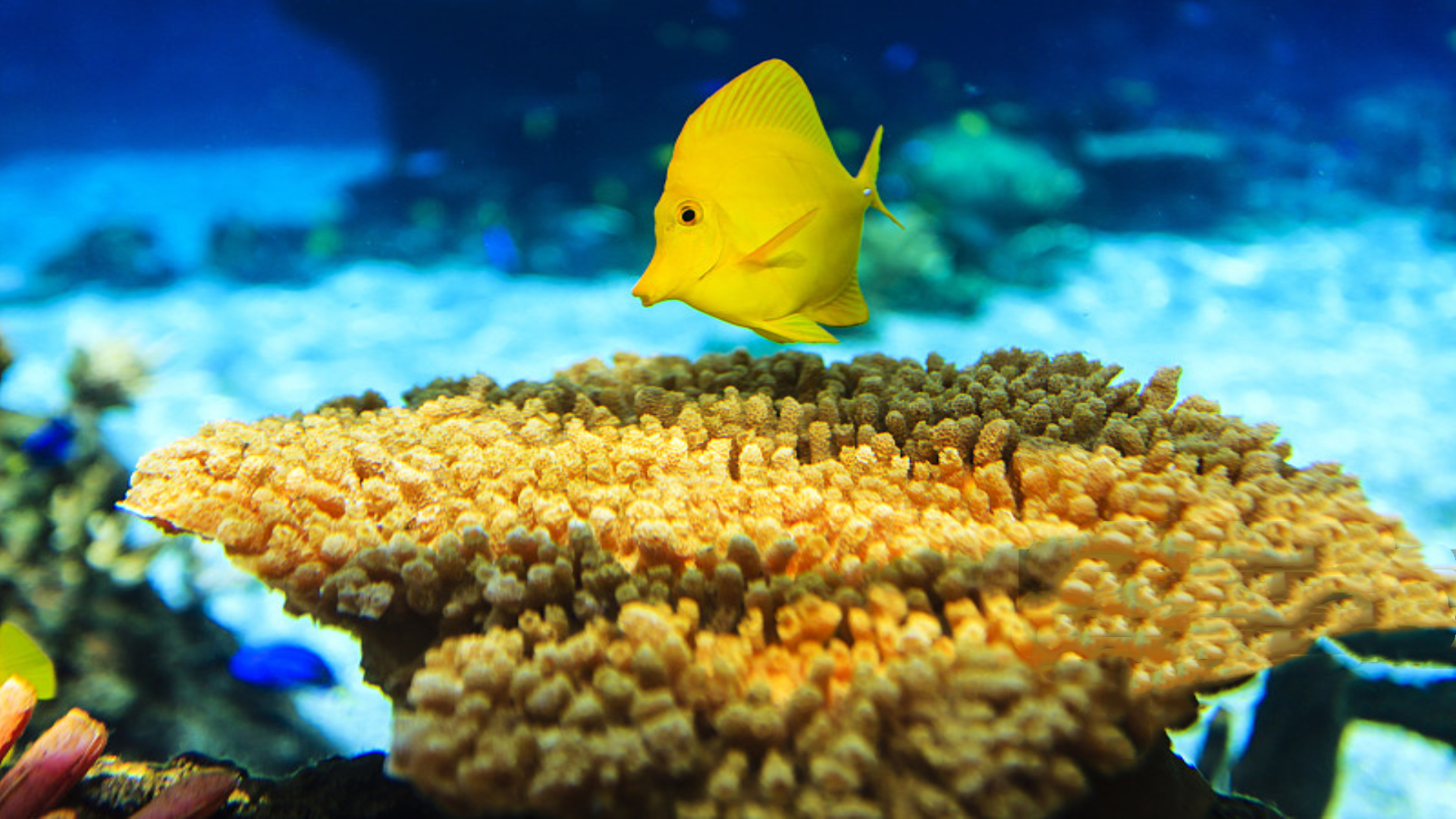 热带观赏鱼入水难?或许是你没有做到这几点