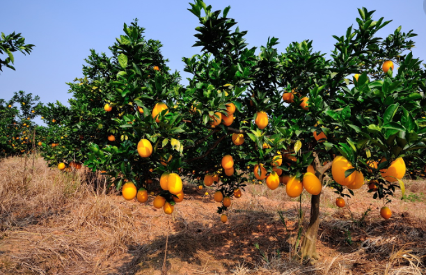 赣南脐橙,日益走进万千家庭的富含维生素的浓香水果