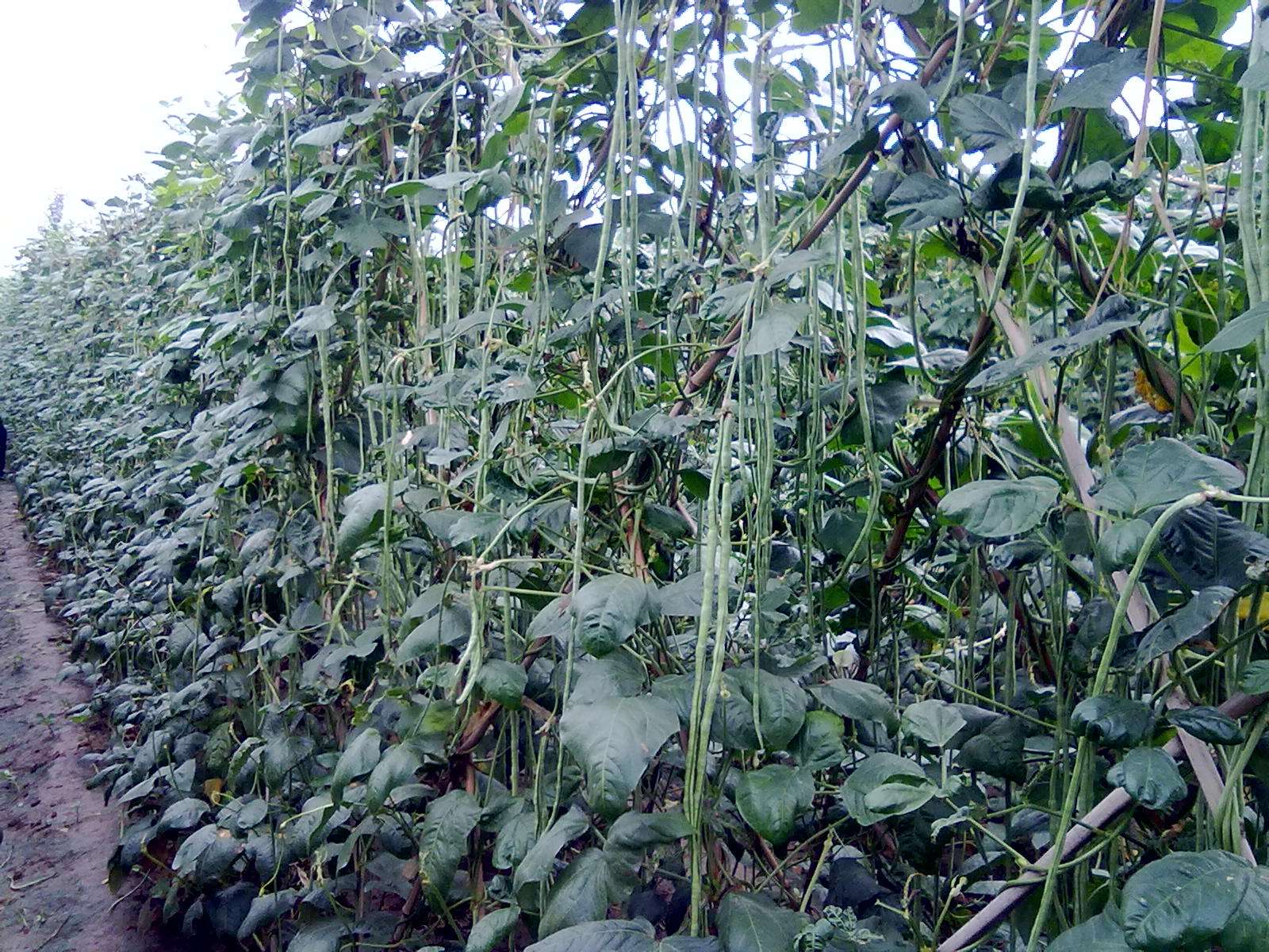 芸豆种植 - 2020年最新商品信息聚合专区 - 百度爱采购